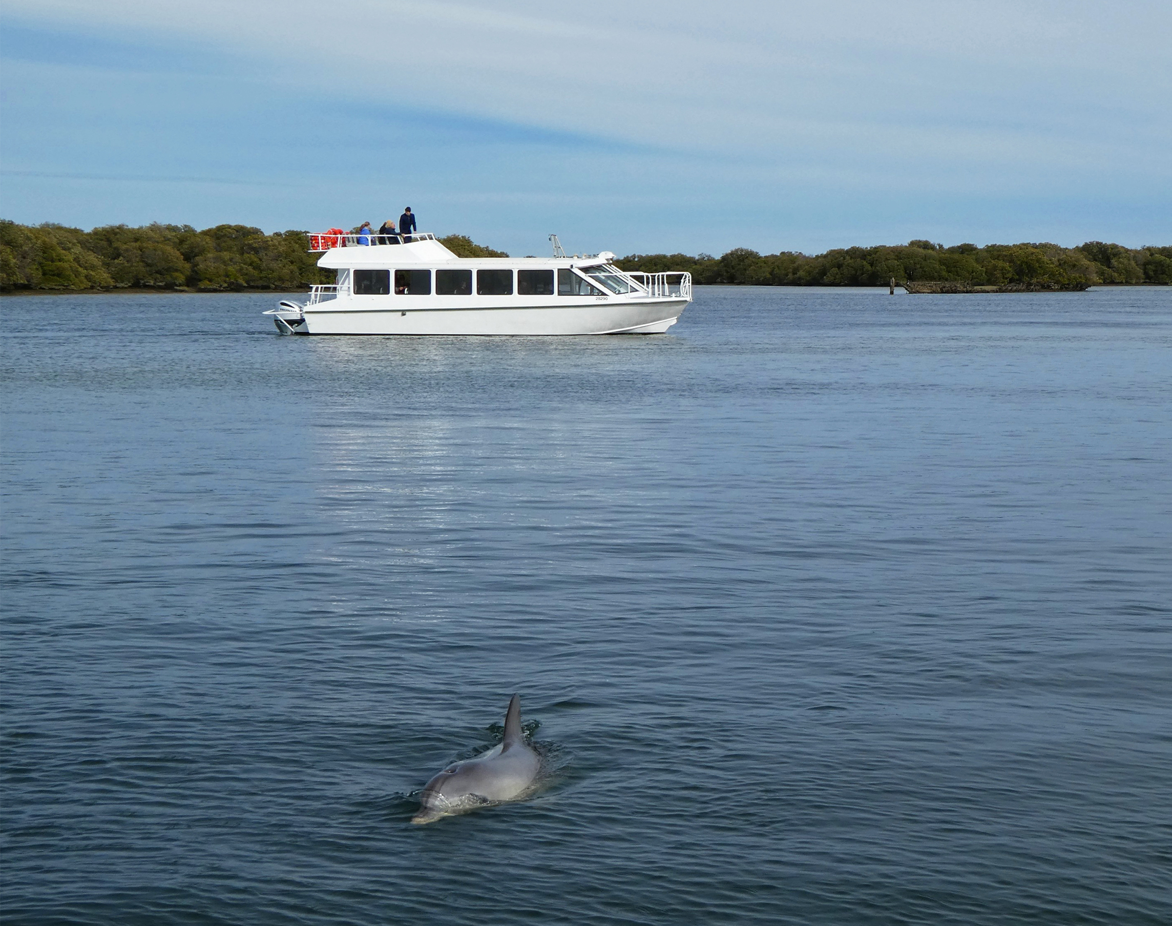 PRIVATE TOUR - 90-minute Dolphins and Ships Graveyard Tour