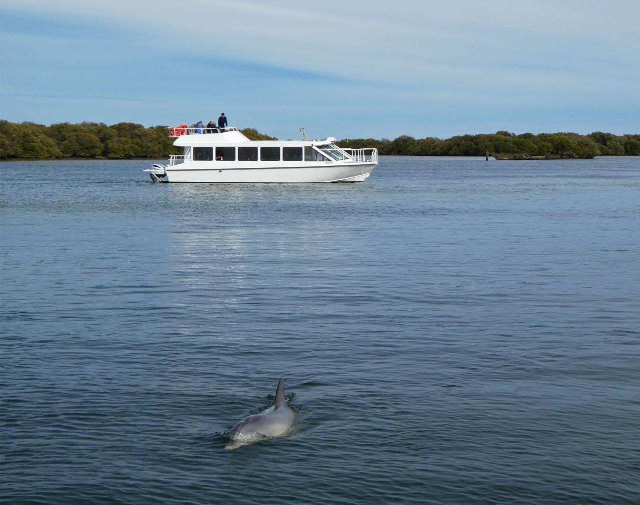 Private dolphin and Ships Graveyard cruise on the Port River