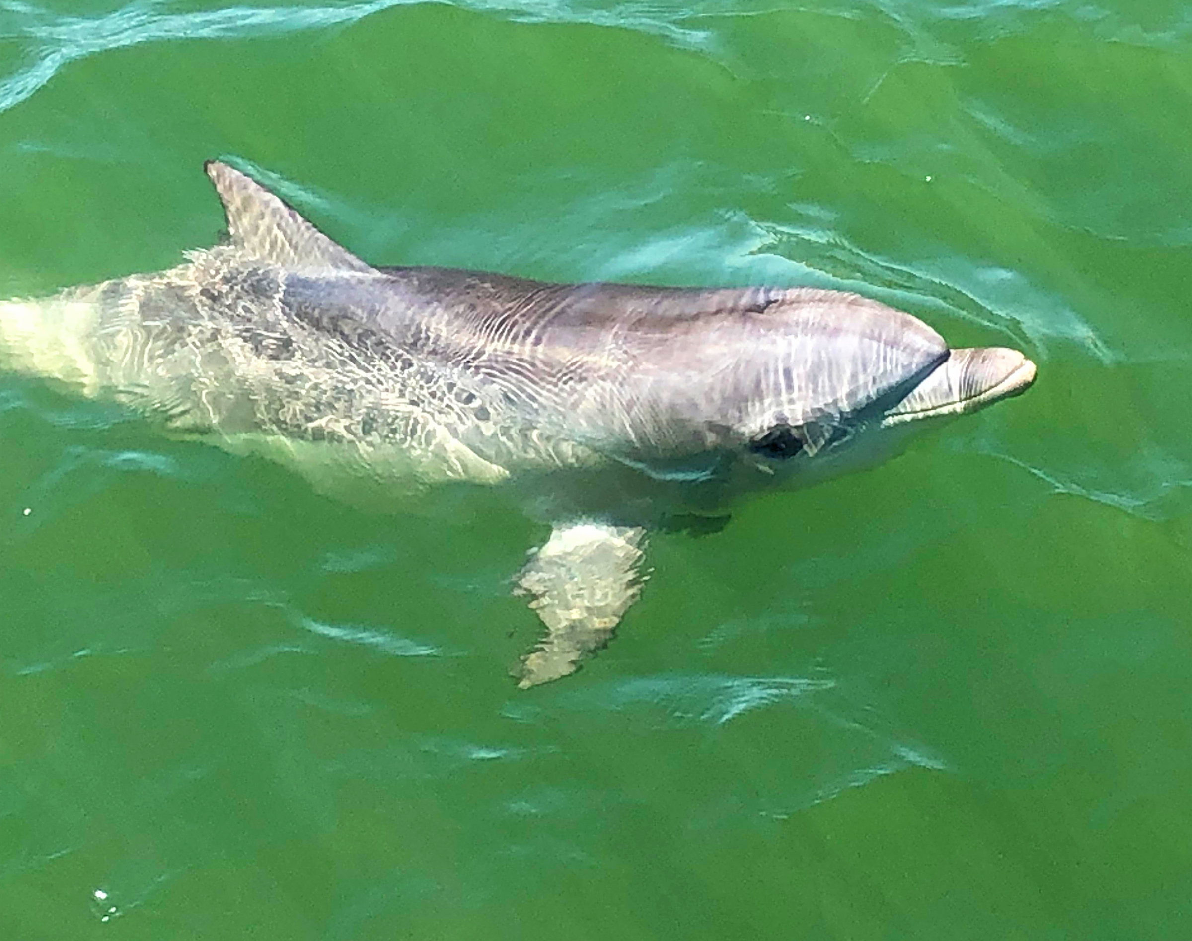 90-minute Port River Dolphin & Ships Graveyard Cruise