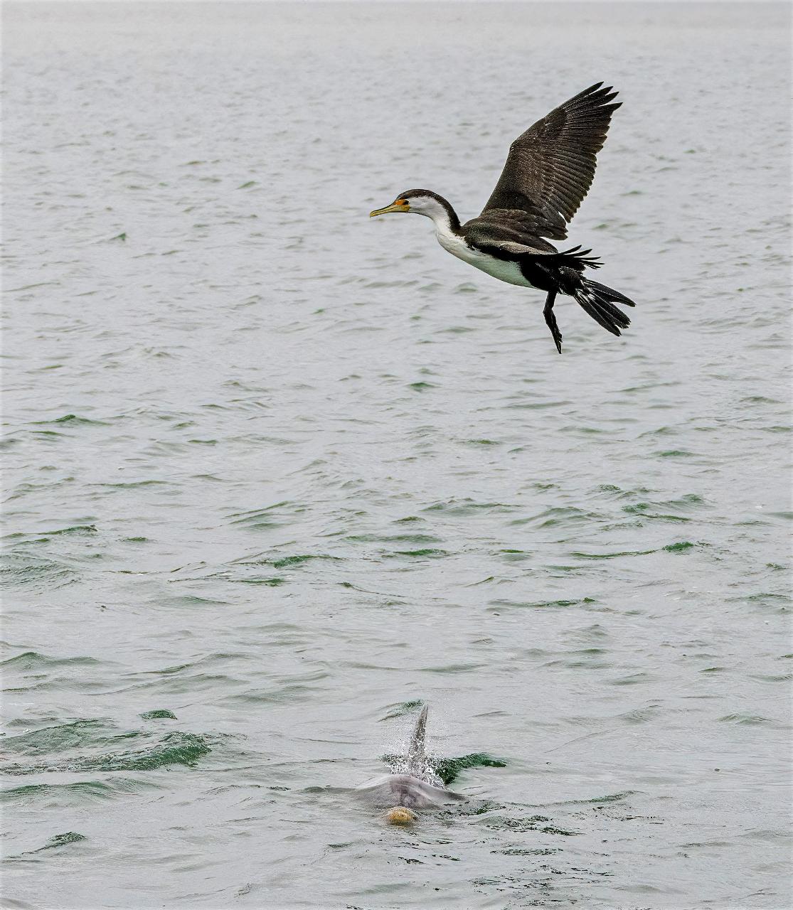 dolphin-cruise-adelaide