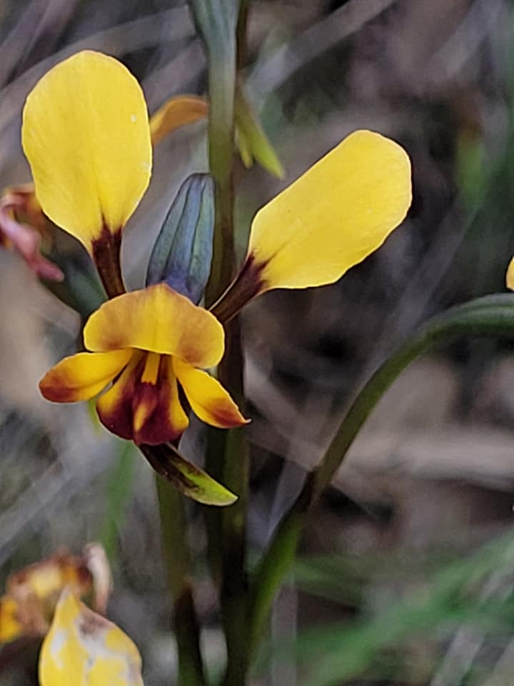 Wander on the Wiilman and Share Platter