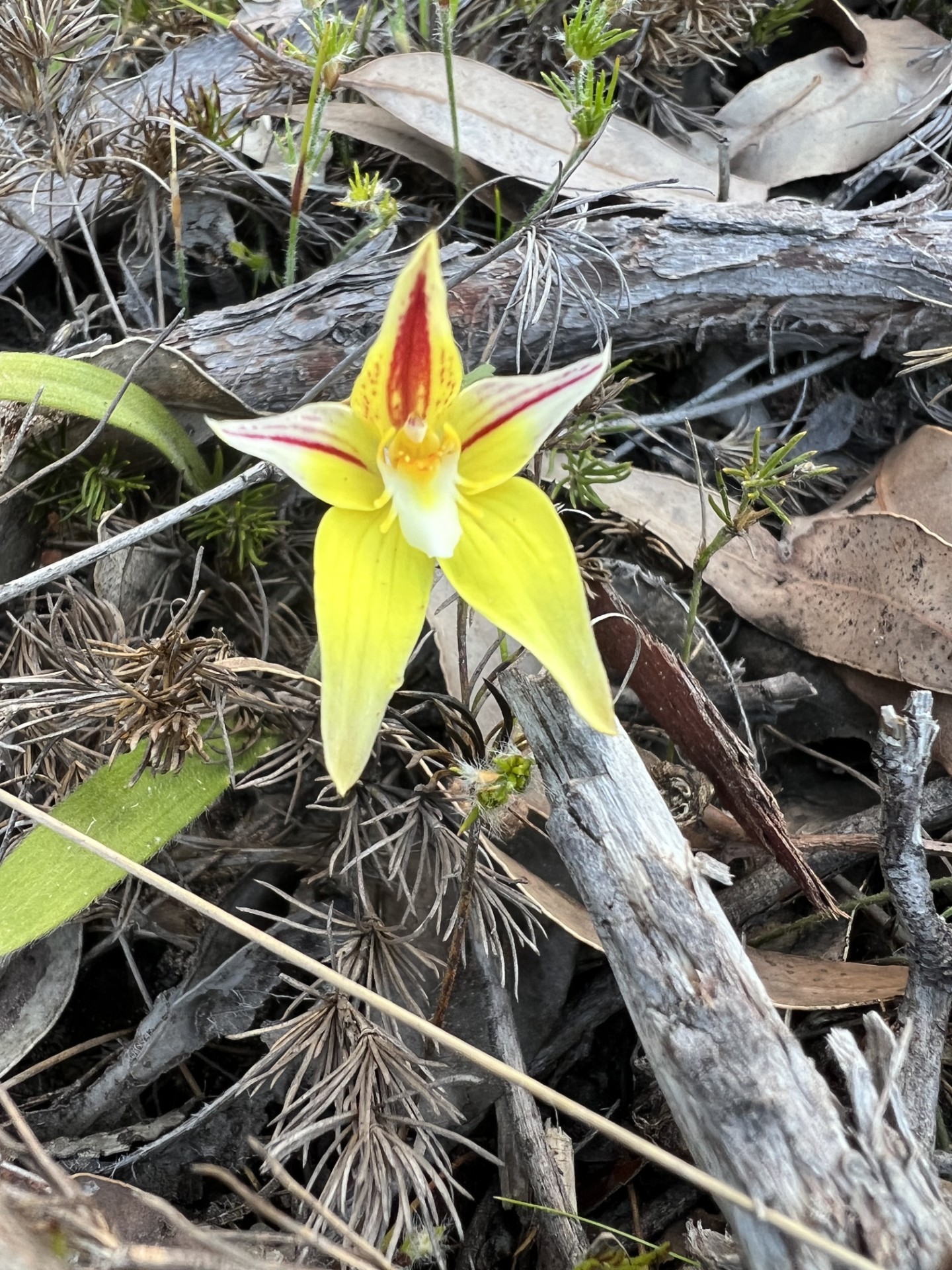Discover Collie Darkan Rail Trail E-Bike Tour
