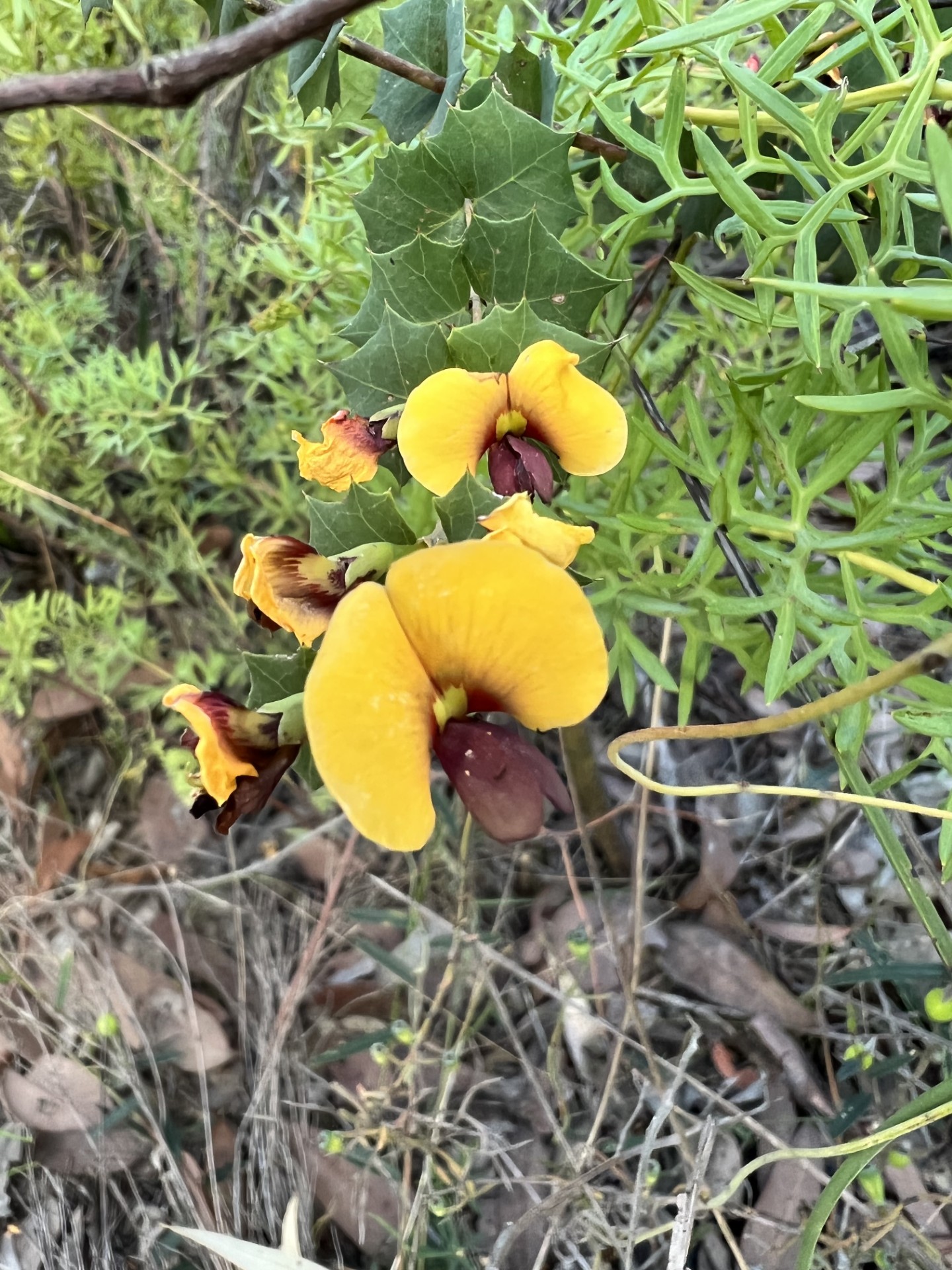 Discover Collie Darkan Rail Trail E-Bike Tour