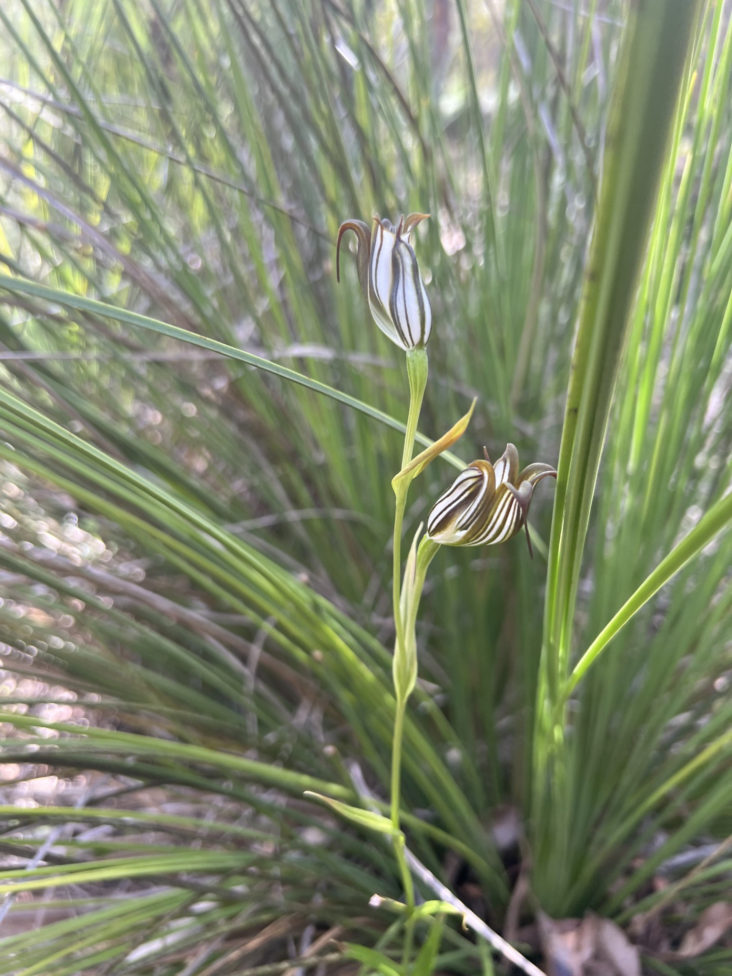 Discover Collie Darkan Rail Trail E-Bike Tour