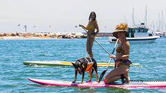 Stand-Up Paddle Board Rental