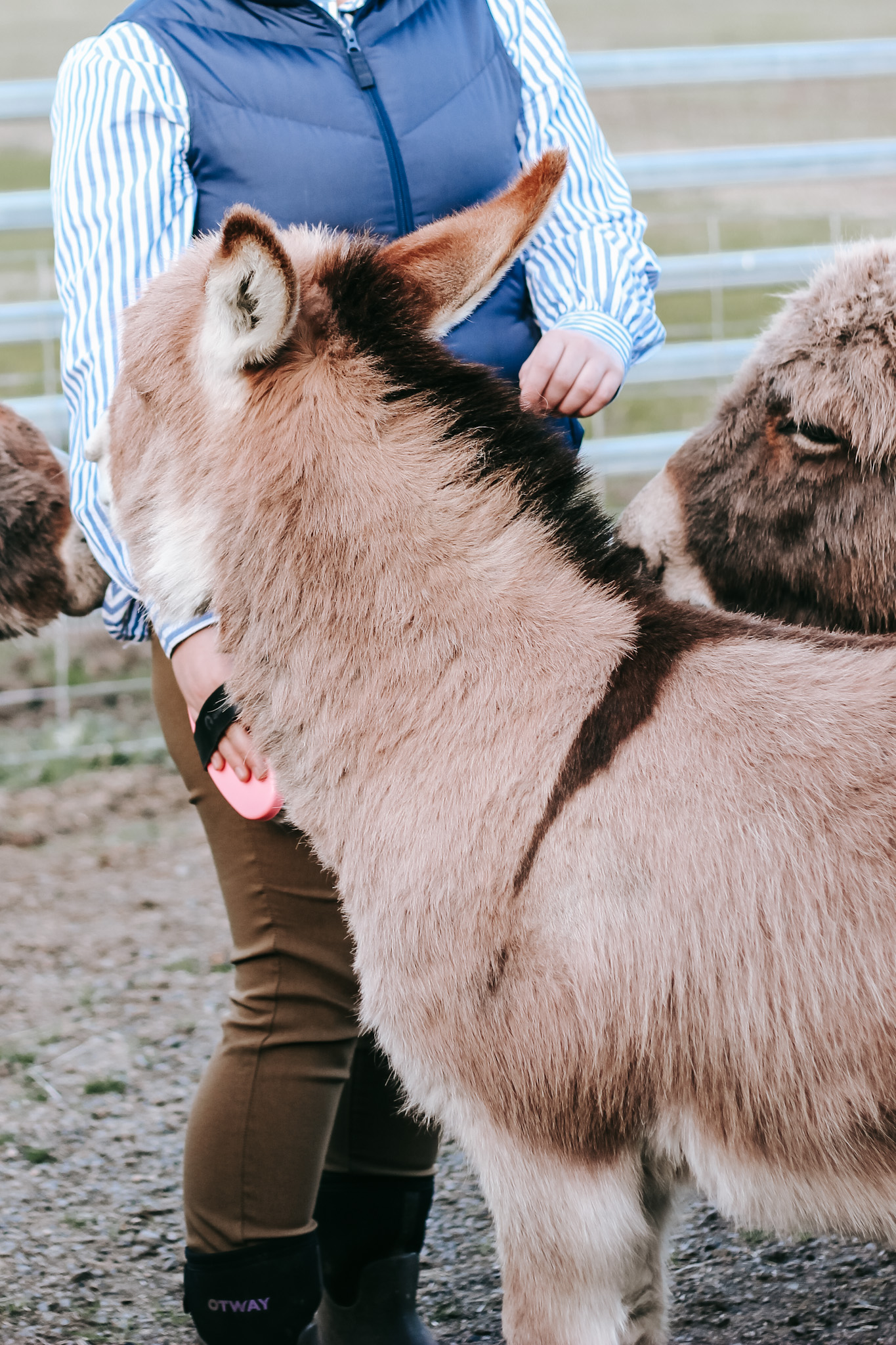 Country Farm Experience