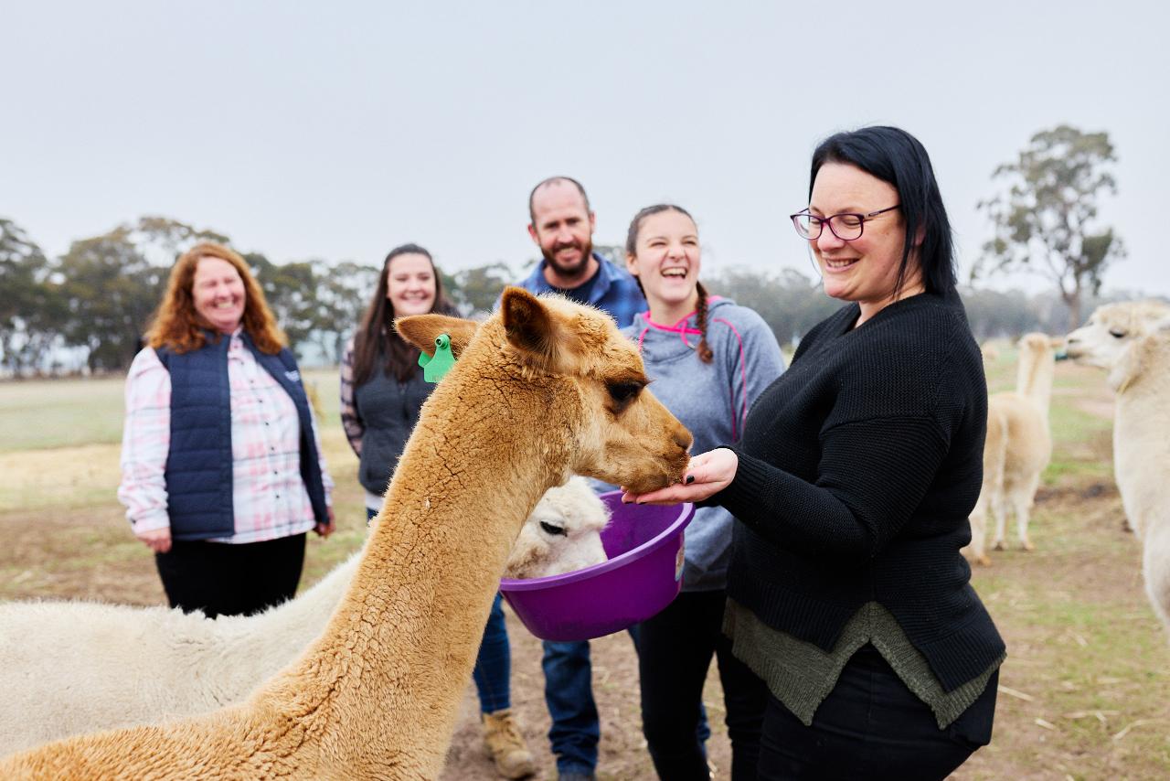 Alpaca Meet & Greet