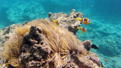 Iririki Island Snorkelling Tour – Port Vila, Vanuatu