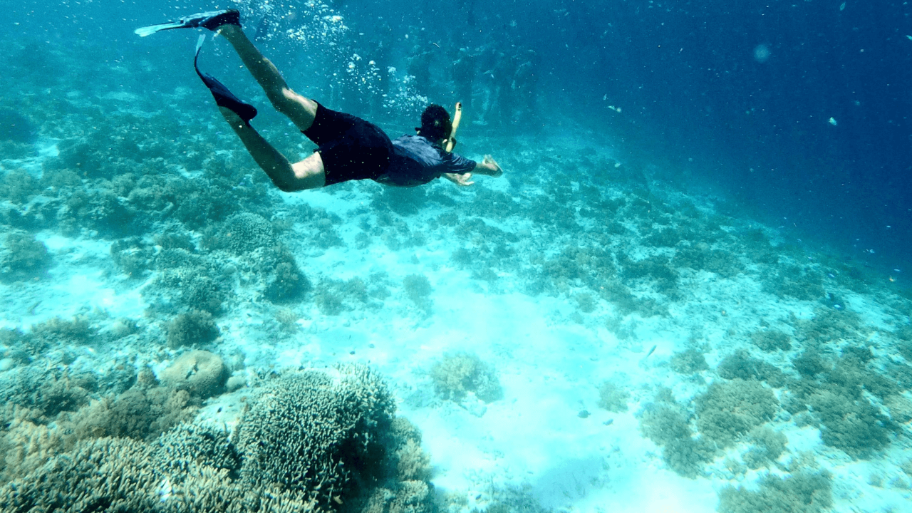 Ifira Island Snorkel