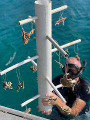Donate to Coral & Seagrass Restoration – Vanuatu