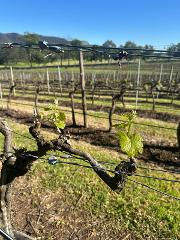 Budburst Lunch, 26th September 2026