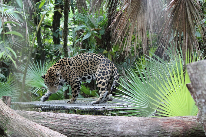 Nohoch Che'en - Cave Tubing and The Belize Zoo From San Pedro