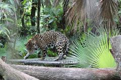 Nohoch Che'en - Cave Tubing and The Belize Zoo From San Pedro