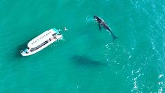 Salty Safaris x Geoff Aquino Whale Experience