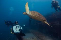 SCUBA DIVE EX-HMAS TOBRUK