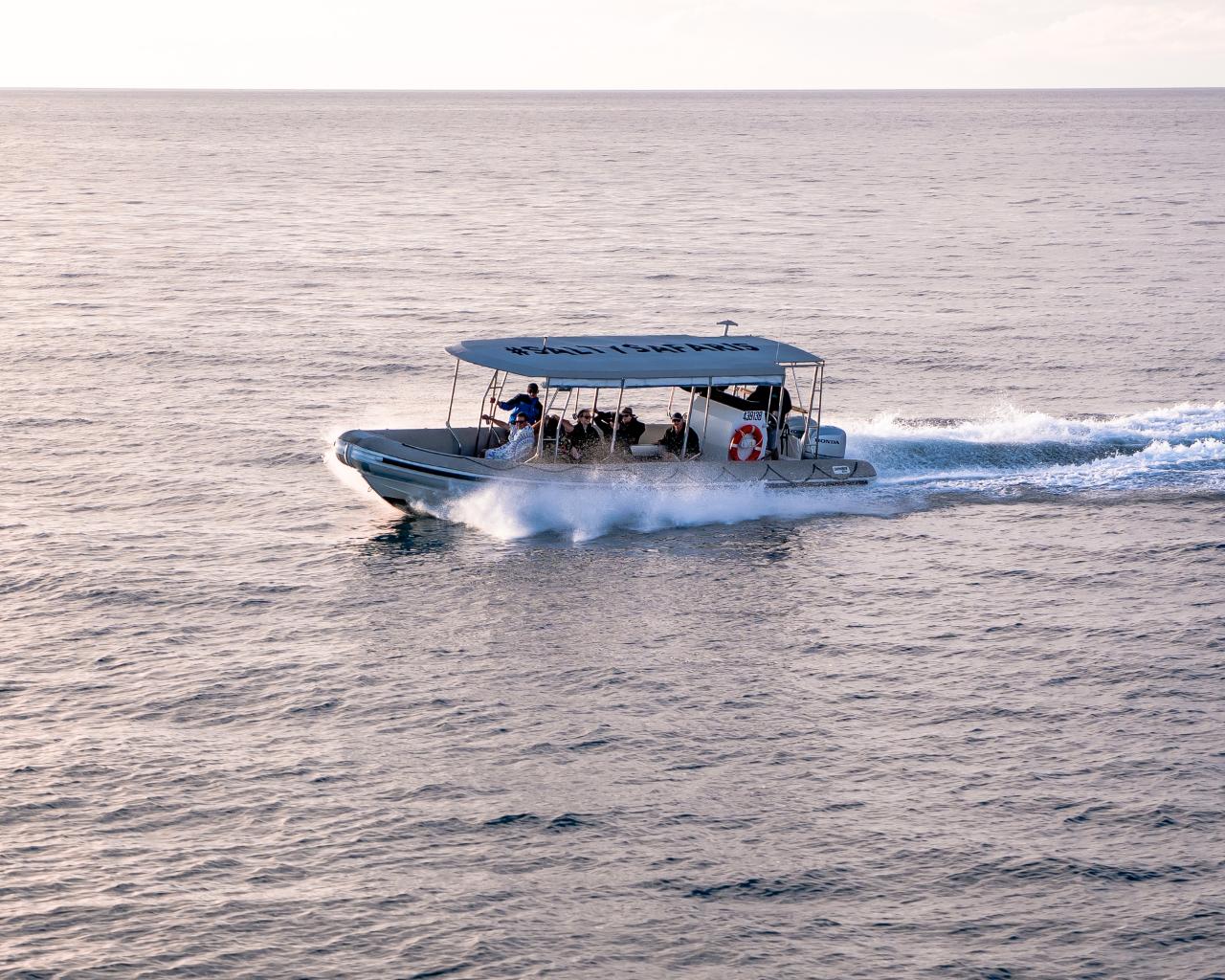 Early Season Small Group Whale Watching & Beach Safari - Half Day Tour (Morning)