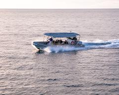 Early Season Small Group Whale Watching & Beach Safari - Half Day Tour (Morning)