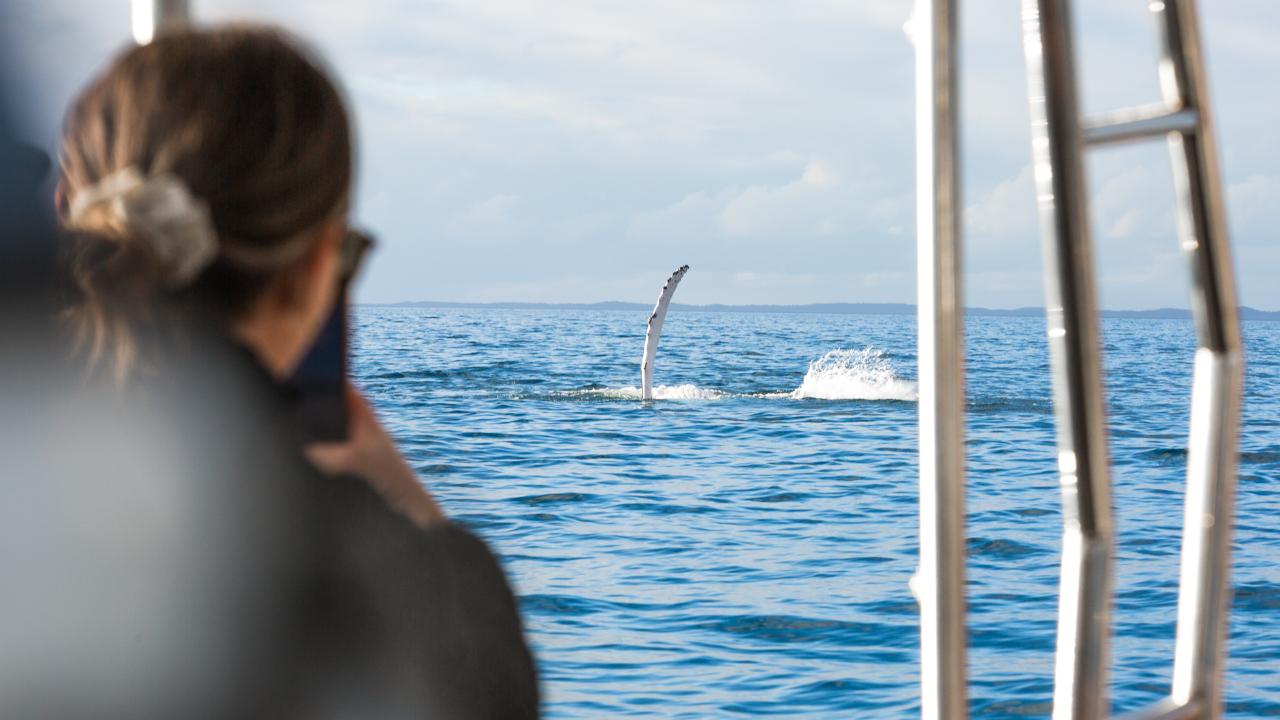 Small Group Whale Watching & Beach Safari - October - Half Day Tour