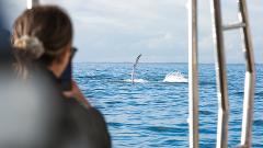 Small Group Whale Watching & Beach Safari - October - Half Day Tour