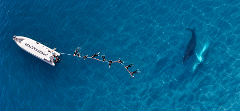 Salty Safaris x Geoff Aquino Whale Experience