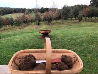 Tour Group Truffle Hunt, Harvest & Gourmet Lunch