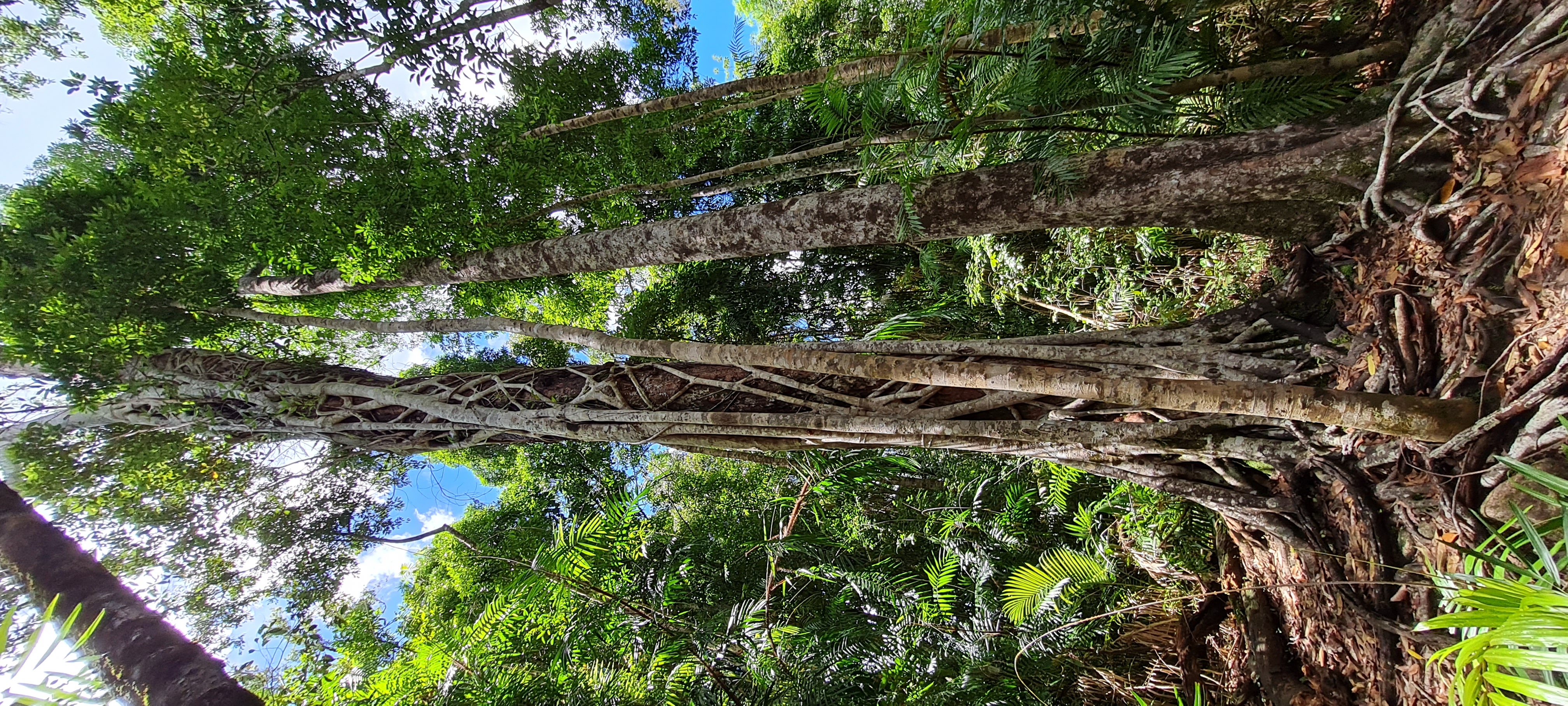 Finch Hatton/Eungella