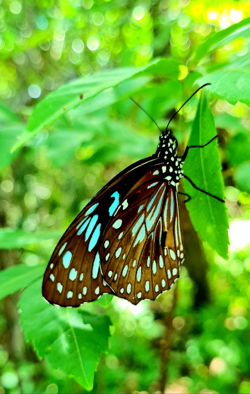 Rainforest to Reef Bushwalking Adventure – Airlie Beach