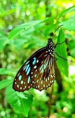 Rainforest to Reef Bushwalking Adventure – Airlie Beach