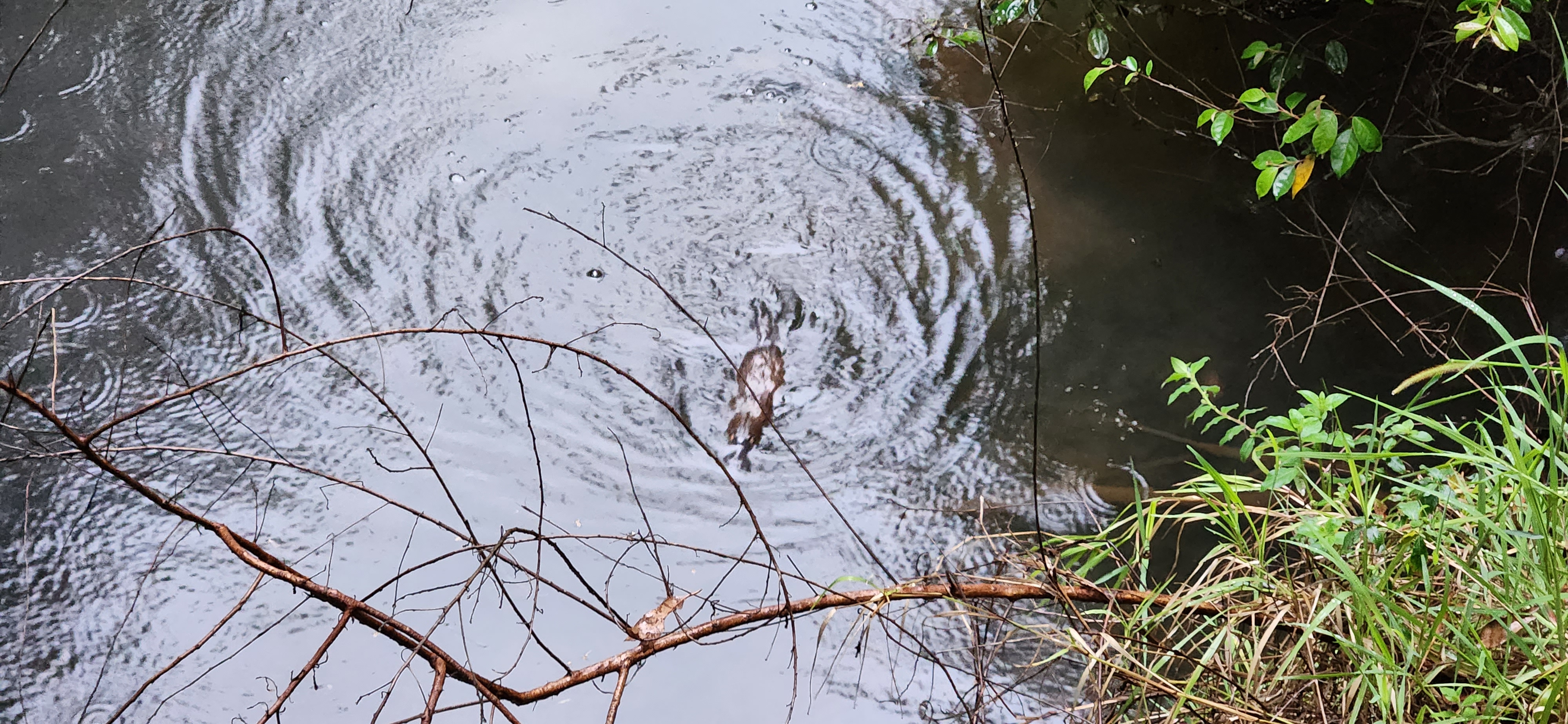 Finch Hatton/Eungella