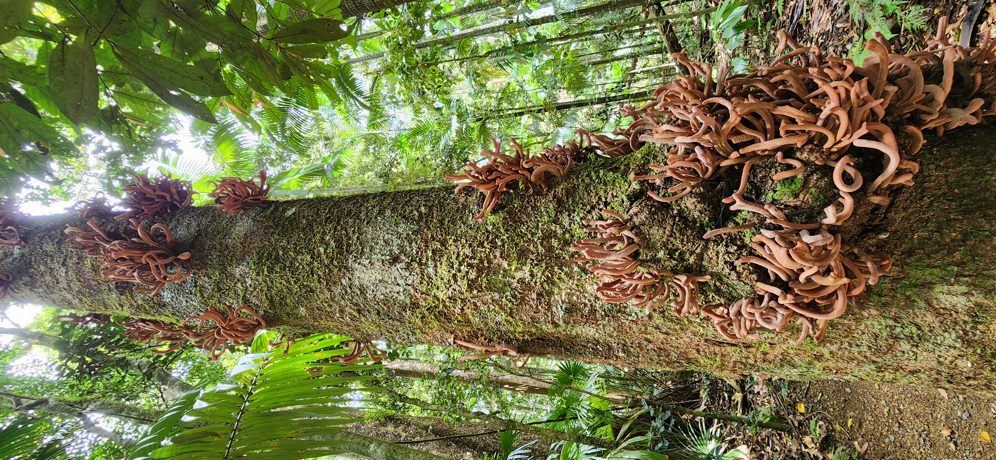 Finch Hatton/Eungella