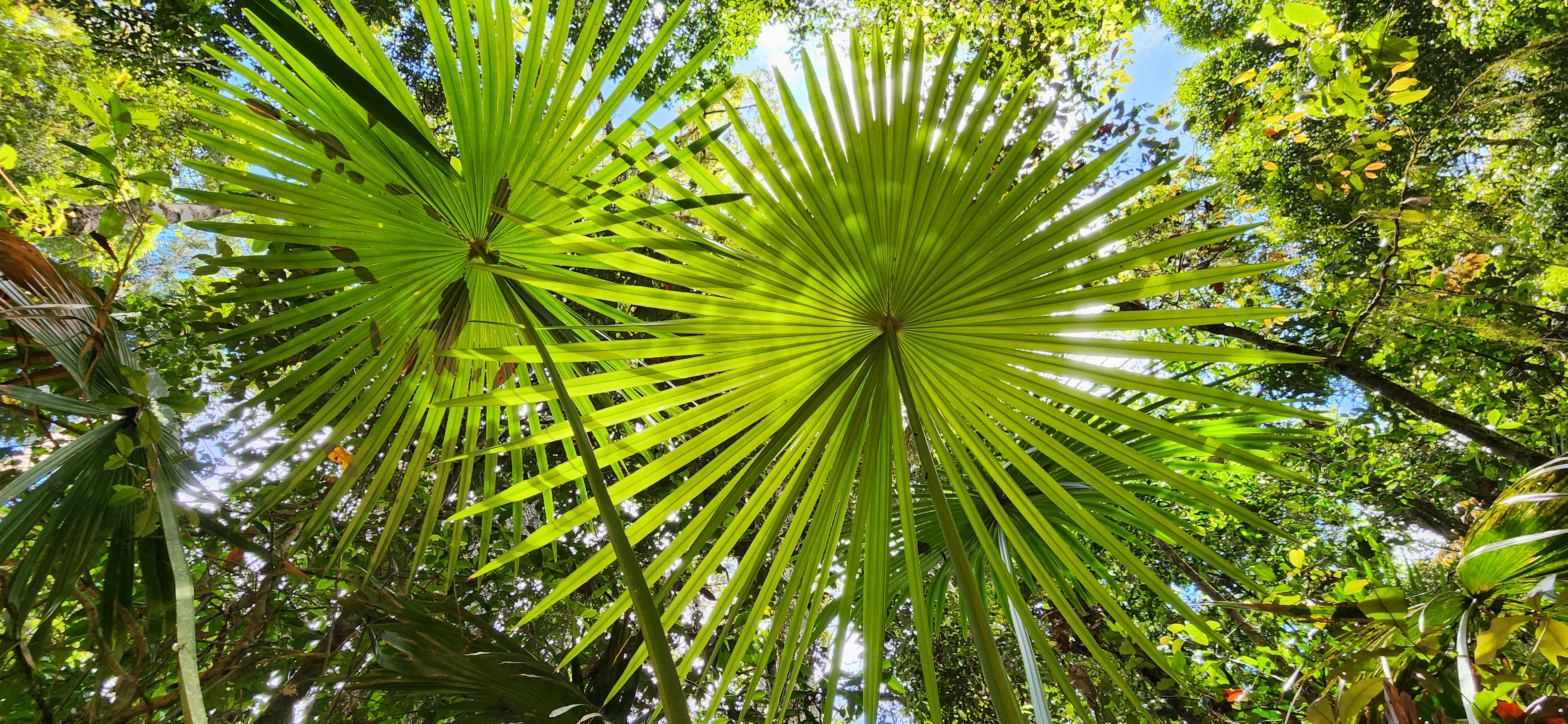 Finch Hatton/Eungella