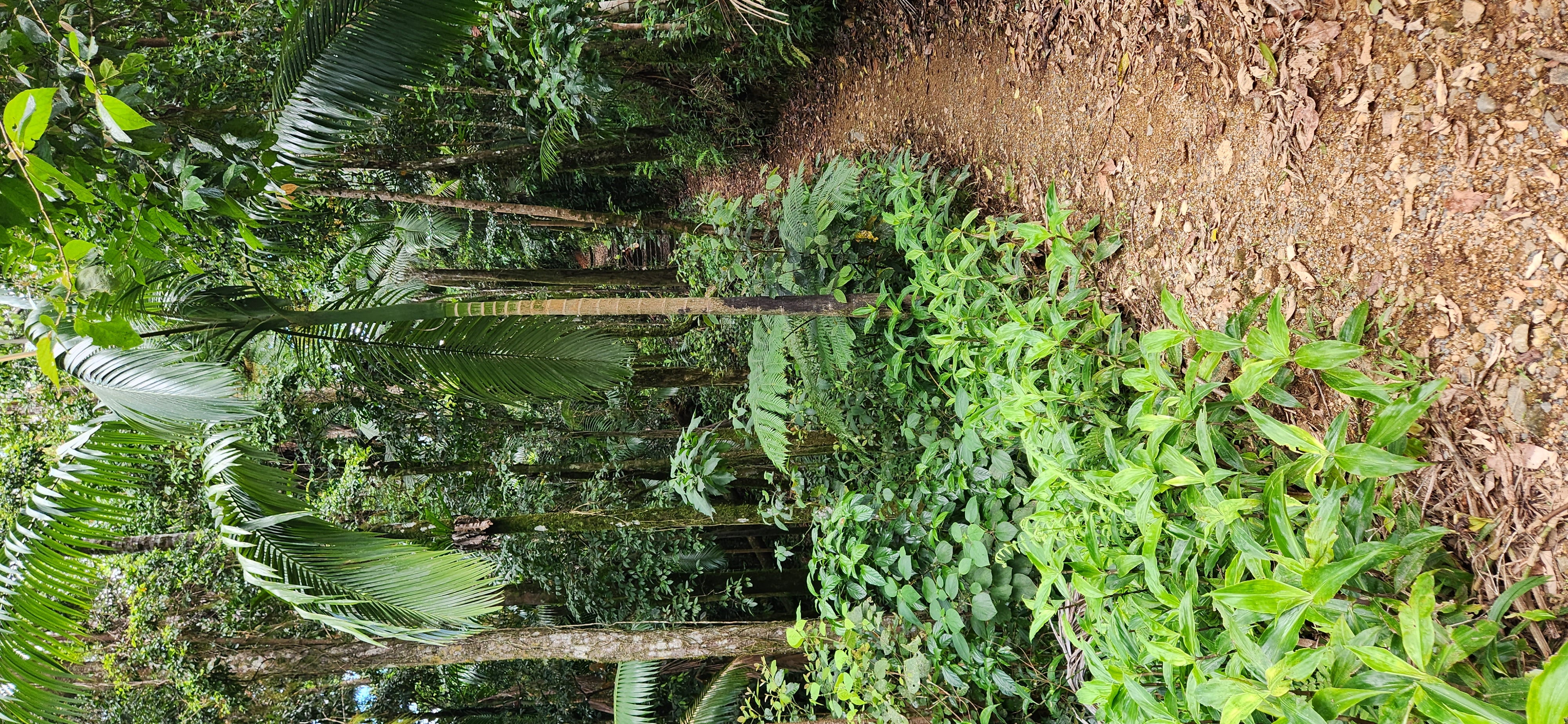 Finch Hatton/Eungella