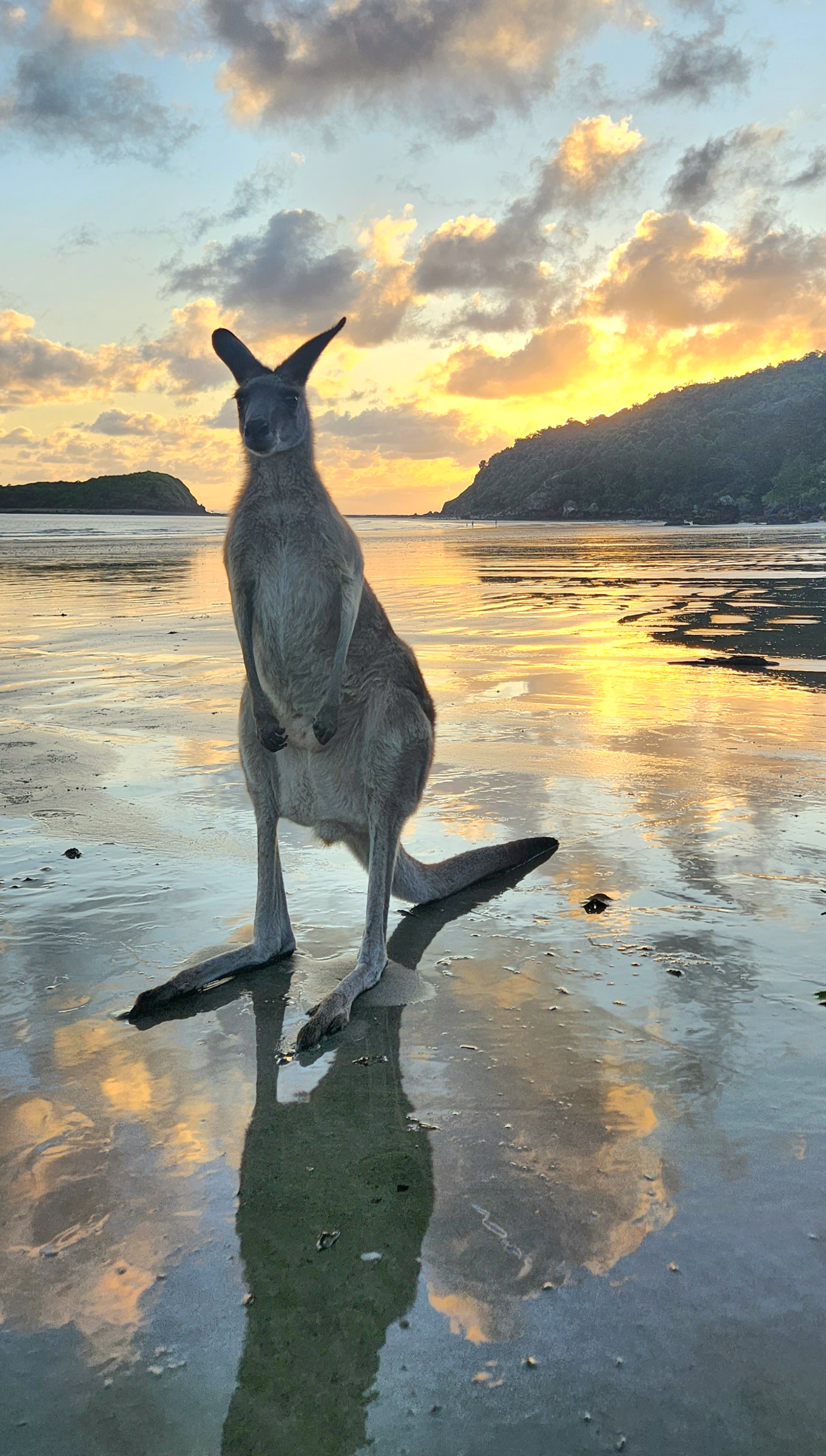 Sunrise with kangaroos-departs Airlie Beach