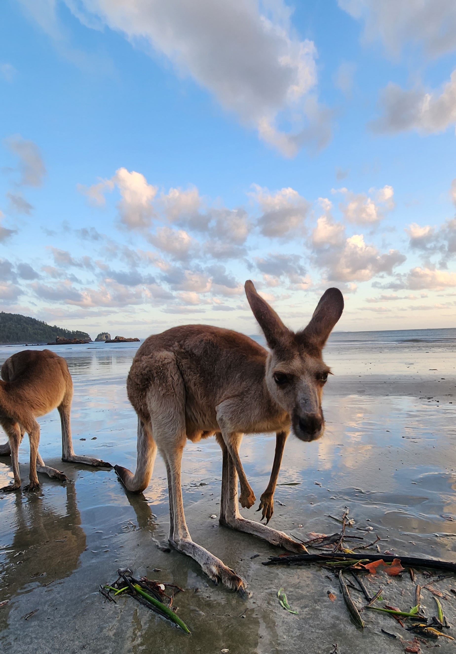 Sunrise with kangaroos-departs Airlie Beach
