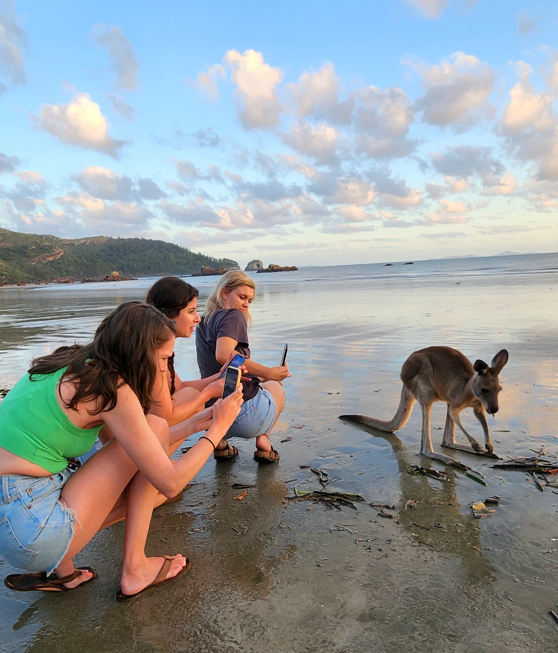 Sunrise with kangaroos-departs Airlie Beach