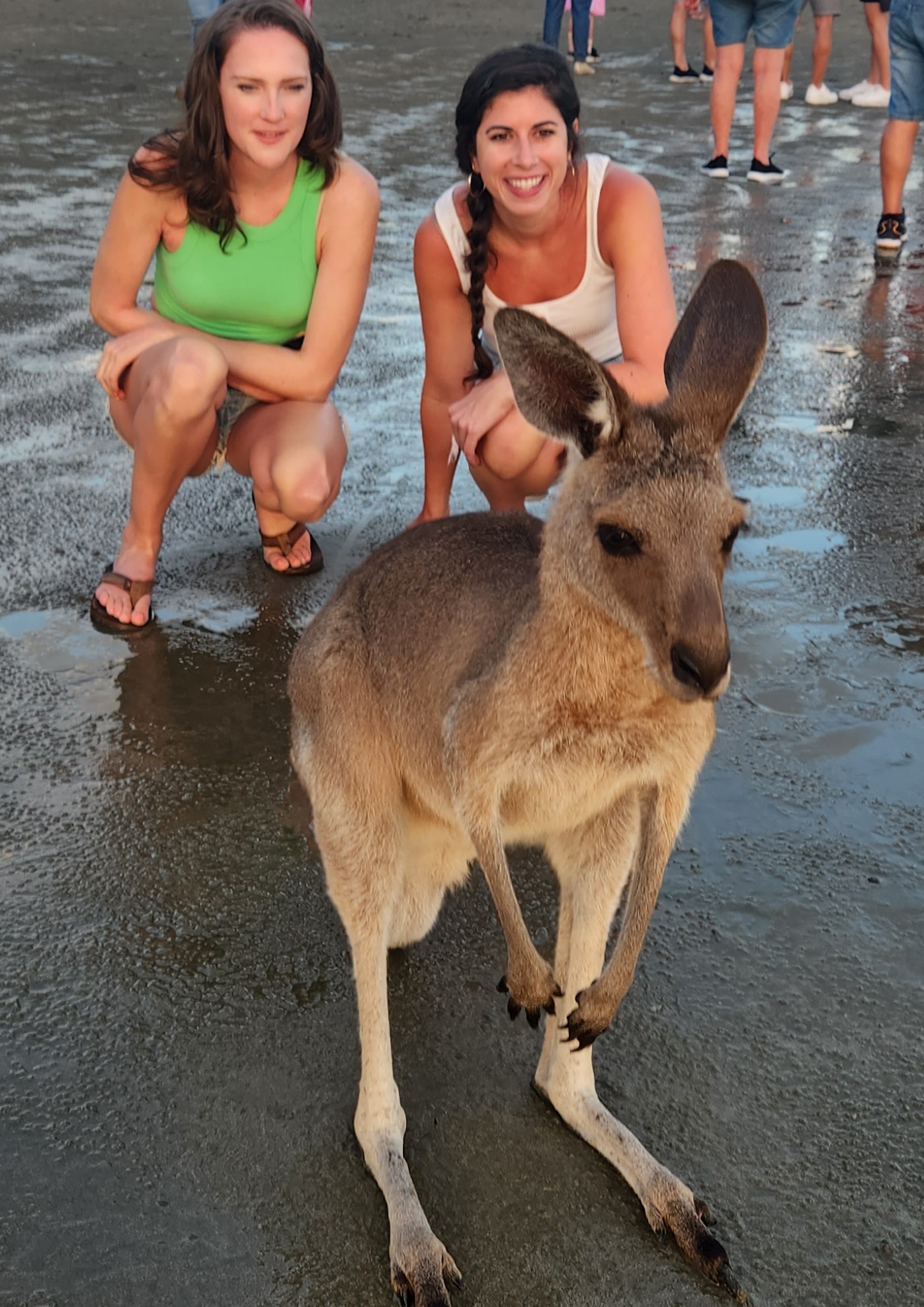 Sunrise with kangaroos-departs Airlie Beach