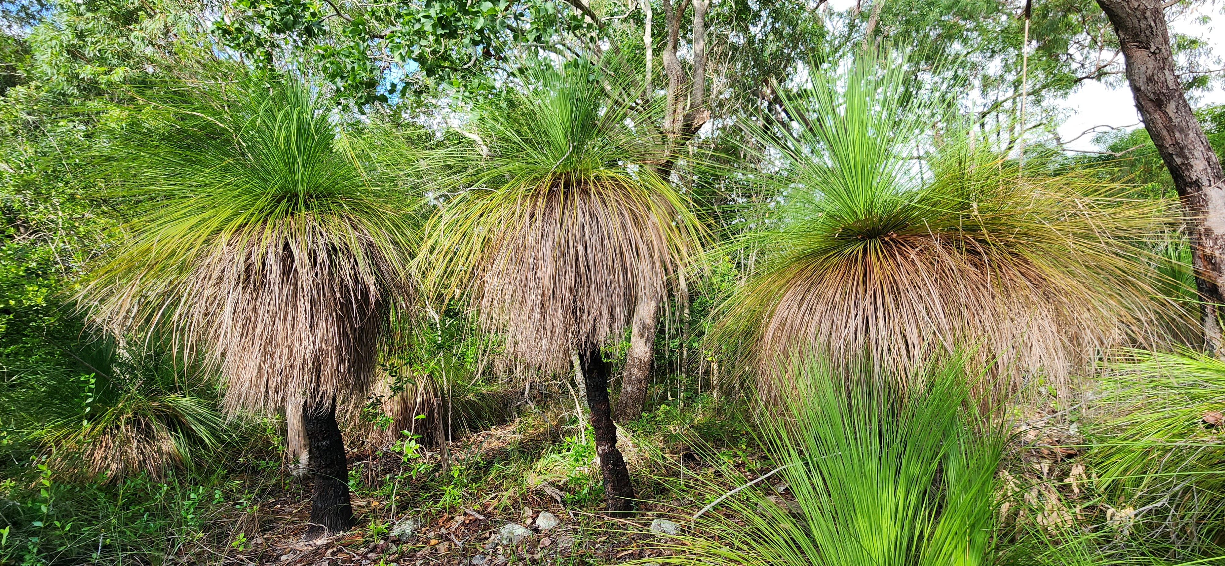 Sunrise with kangaroos-departs Airlie Beach