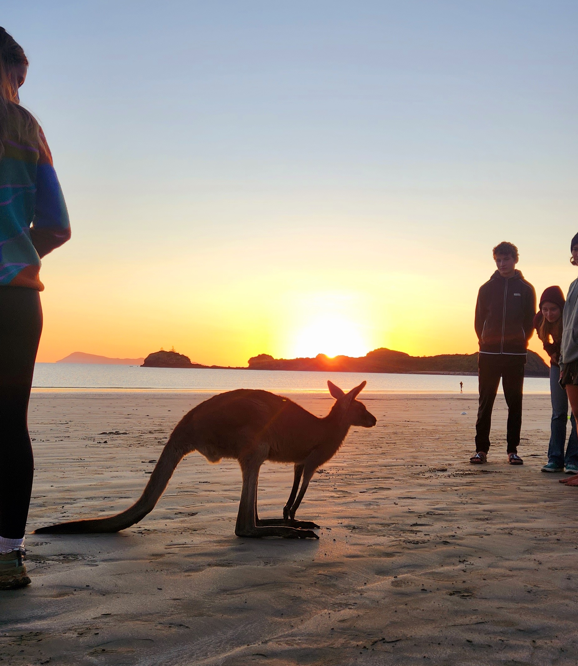 Sunrise with kangaroos-departs Airlie Beach