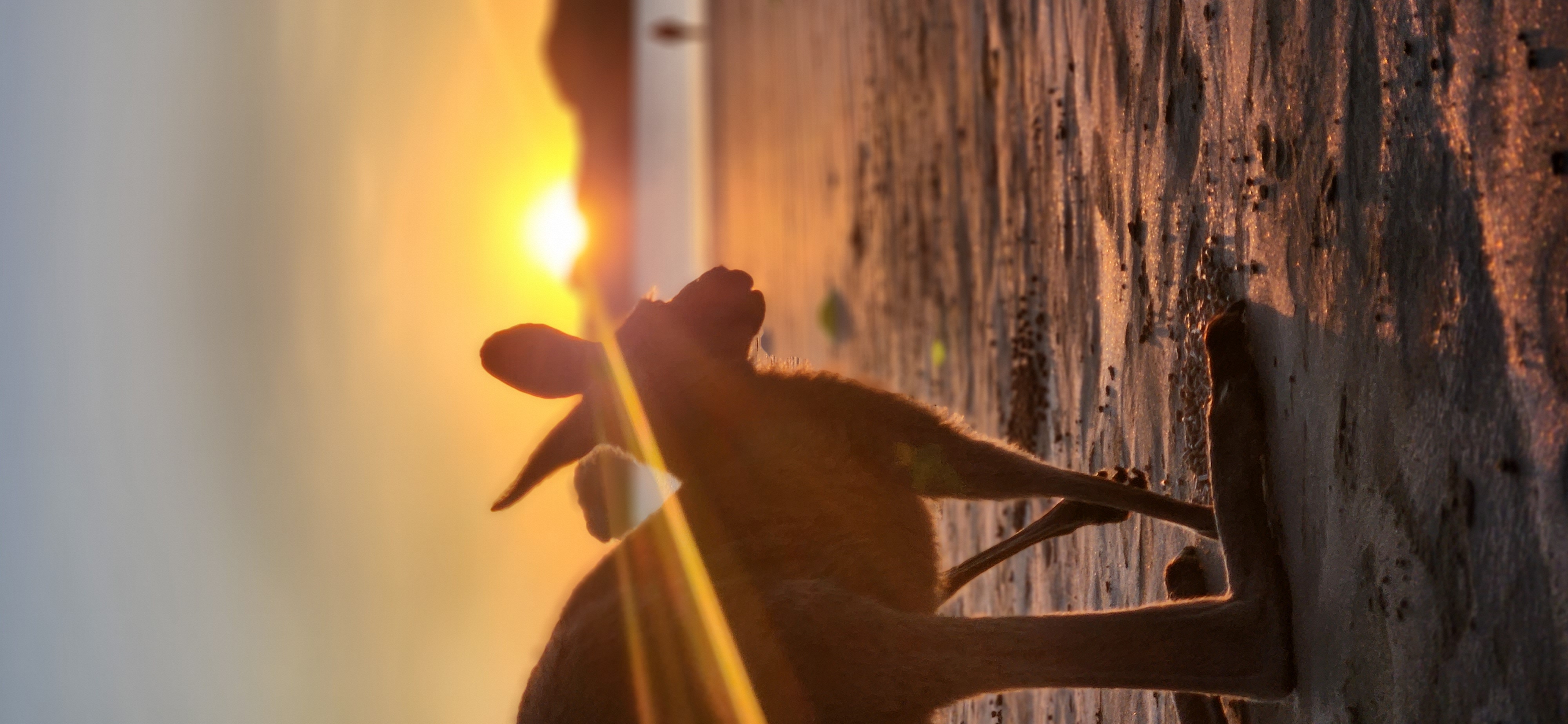 Sunrise with kangaroos-departs Airlie Beach