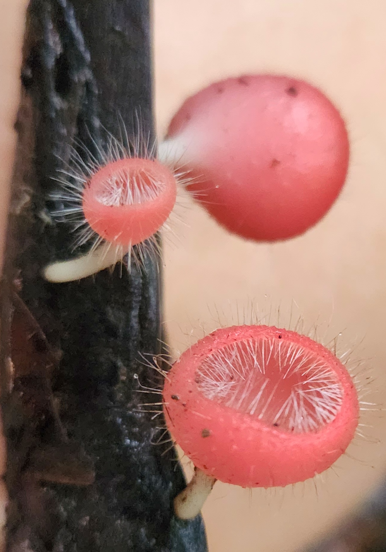 Waterfalls & Rainforest Bushwalk Eco Adventure