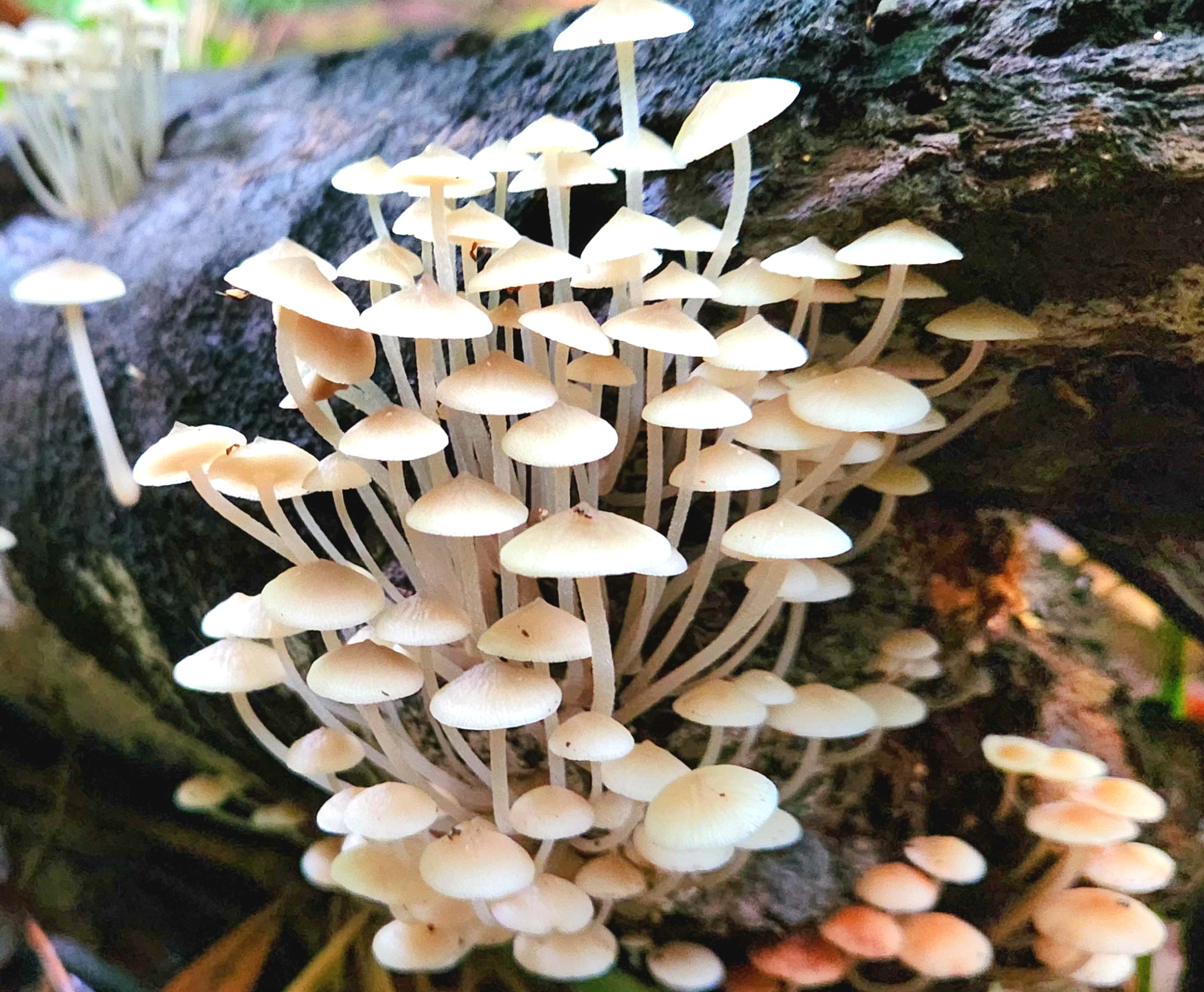 Waterfalls & Rainforest Bushwalk Eco Adventure