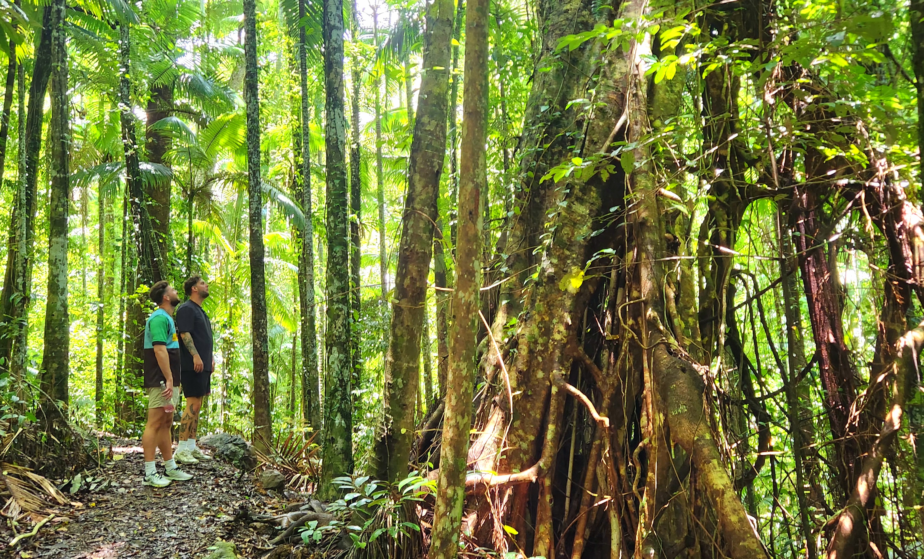 Waterfalls & Rainforest Bushwalk Eco Adventure