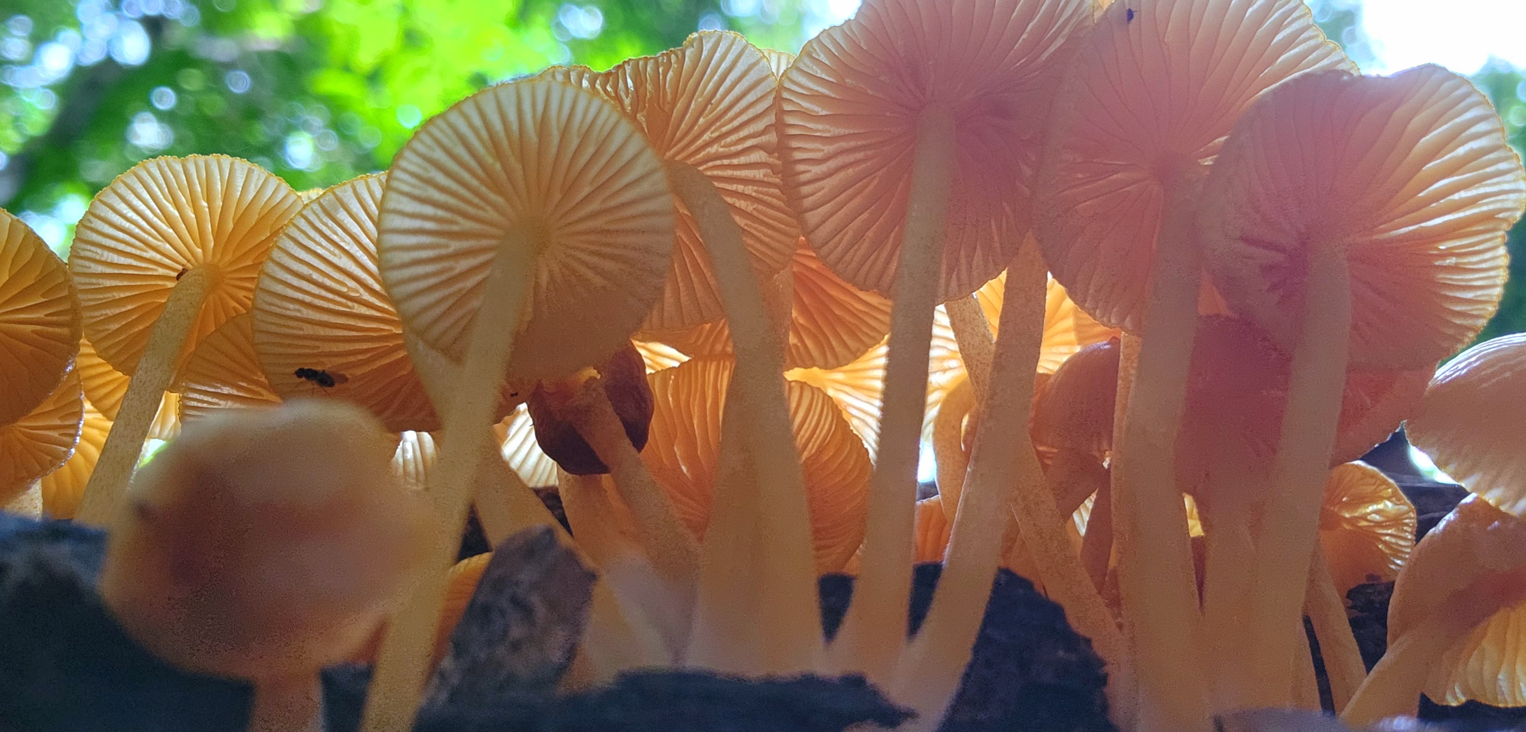 Waterfalls & Rainforest Bushwalk Eco Adventure