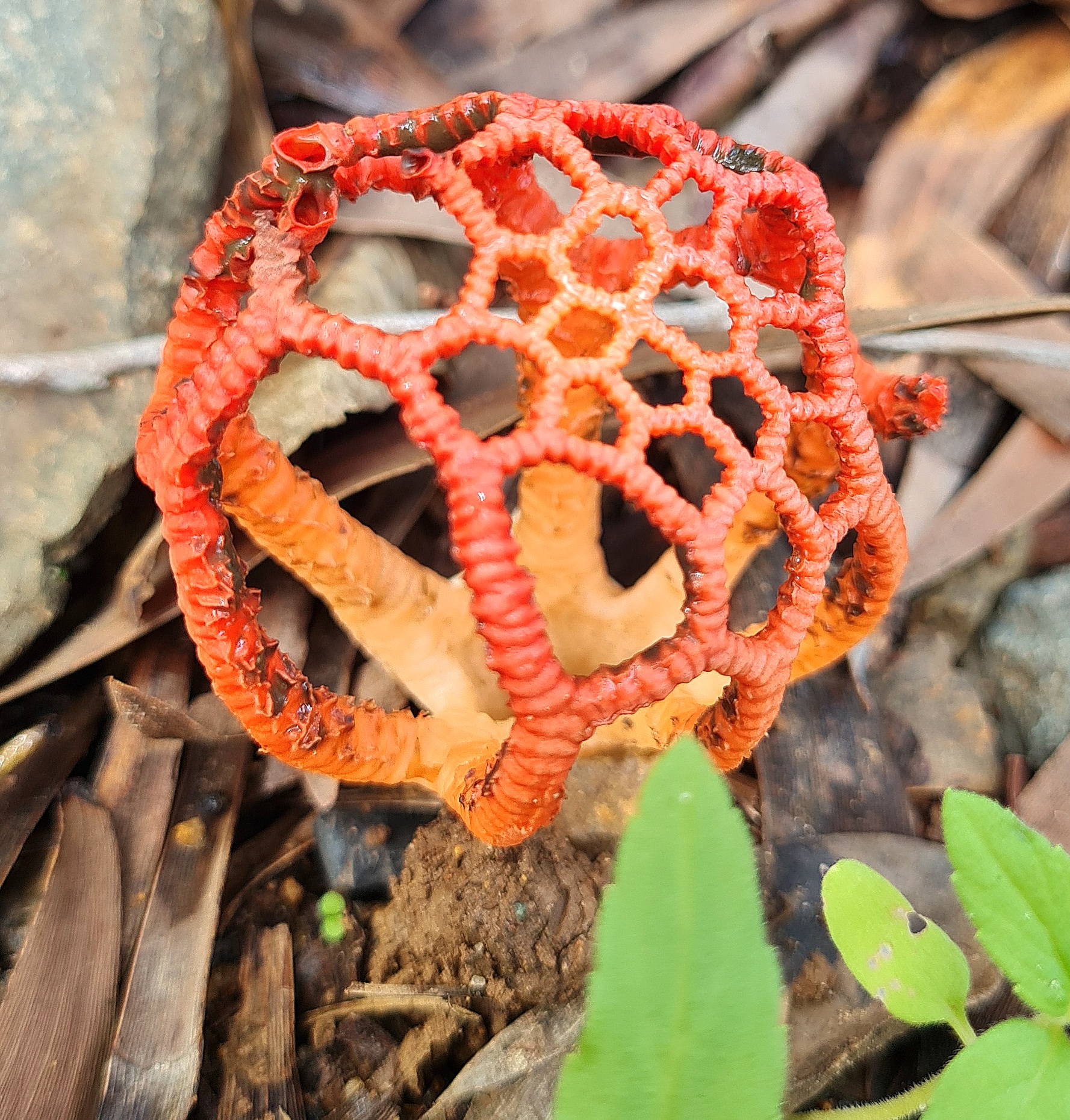 Waterfalls & Rainforest Bushwalk Eco Adventure