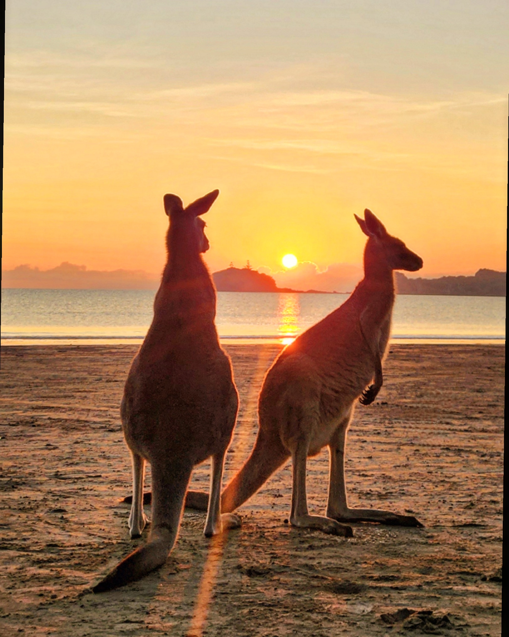 Sunrise with kangaroos-departs Airlie Beach