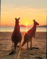  Sunrise with Kangaroos and Wallabies