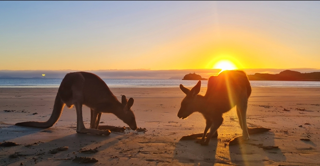 Sunrise with kangaroos-departs Airlie Beach