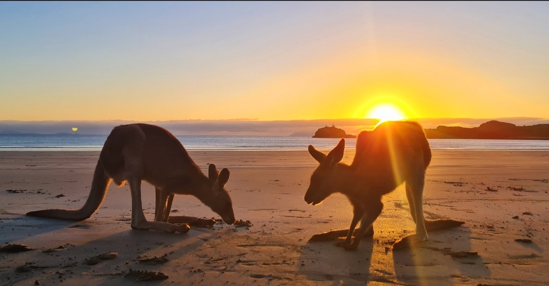  Sunrise with Kangaroos and Wallabies