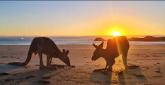 Sunrise with kangaroos 