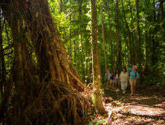 Waterfalls & Rainforest Bushwalk Eco Adventure 